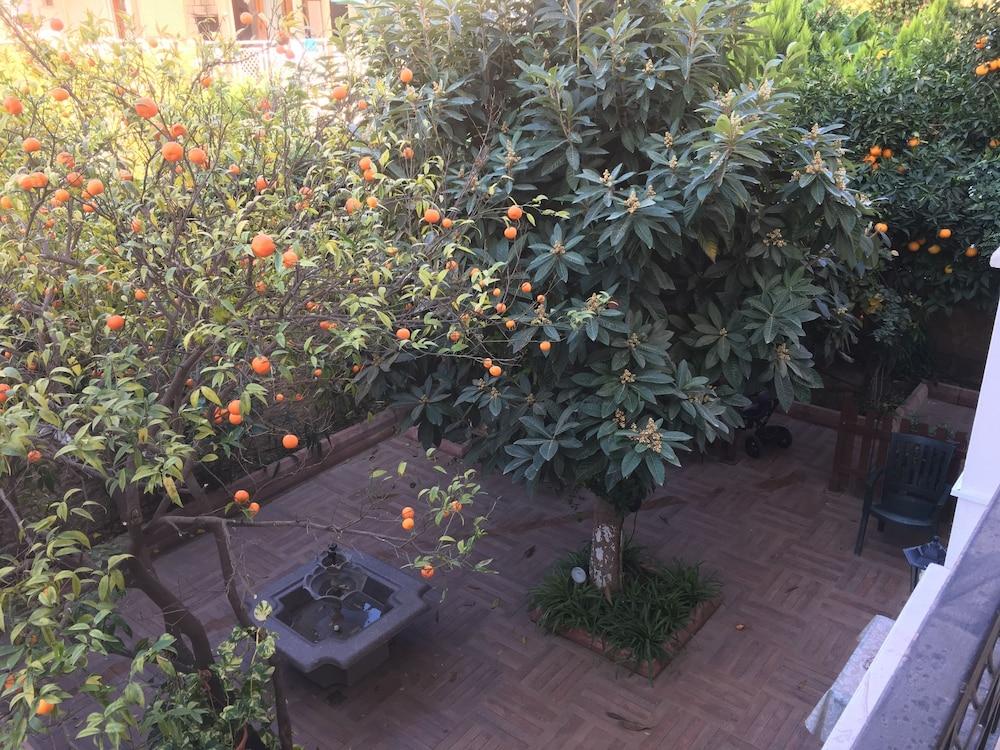 Orange Garden - Property Grounds